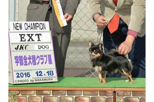 販売中のチワワ(ロングコート)の親犬